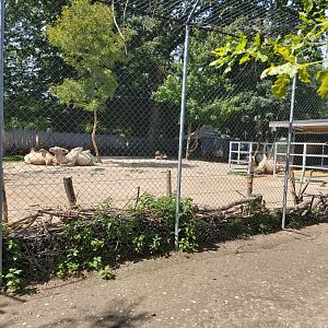 Bactrian camel (Camelus ferus f. bactrianus) - Bioparc Genève