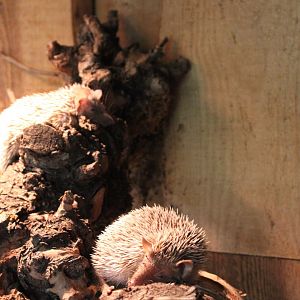 Lesser hedghog tenrecs
