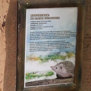Sign Lesser hedghog tenrec