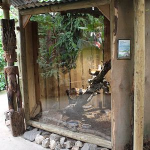 Enclosure Lesser hedghog tenrec