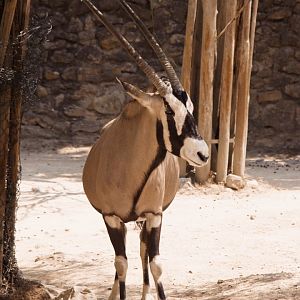 Gemsbok