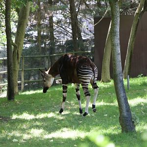 Okapi