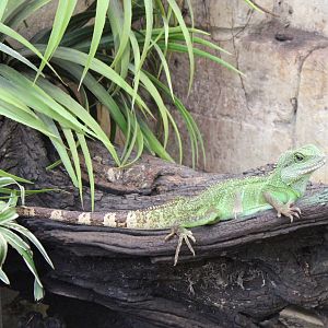 Green water-dragon