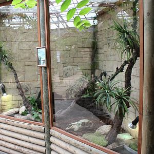 Enclosure Green water-dragon