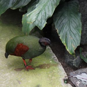 Crested wood-partridge - female