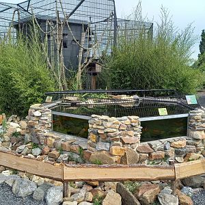 Enclosure Alligator snapping turtle