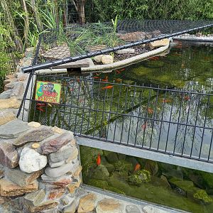 Enclosure Alligator snapping turtle