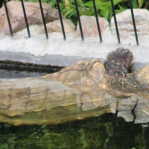 Alligator snapping turtle