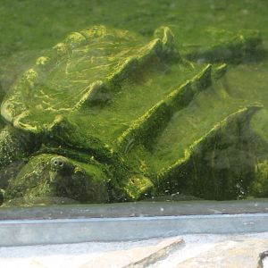 Alligator snapping turtle - underwater-viewing