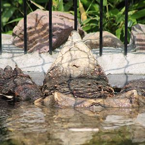 Alligator snapping turtle