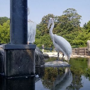 Maryland Zoo - Great white pelicans