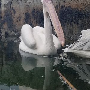 Maryland Zoo - Great white pelicans