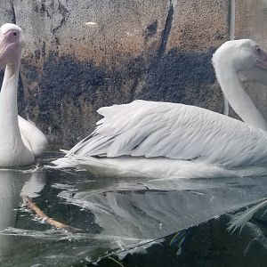 Maryland Zoo - Great white pelicans
