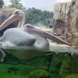 Maryland Zoo - Great white pelicans