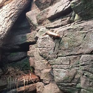 Maryland Zoo - Broad-headed skink