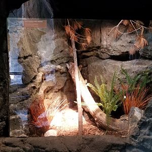 Maryland Zoo - Northern pine snake