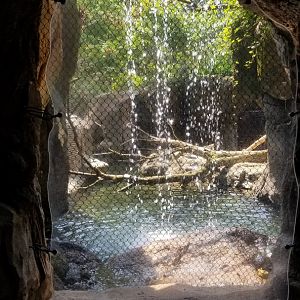 Maryland Zoo - View into bobcat area from behind waterfall