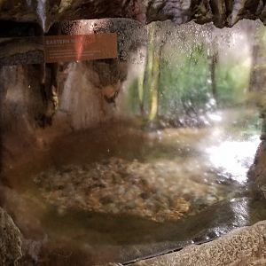 Maryland Zoo - Eastern newt