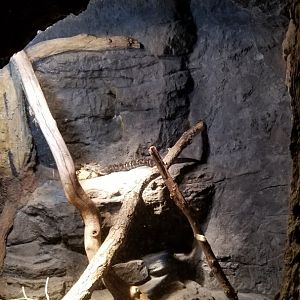Maryland Zoo - Timber rattlesnakes