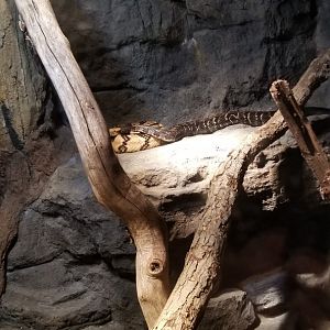 Maryland Zoo - Timber rattlesnakes