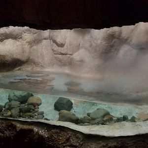 Maryland Zoo - Mudpuppy
