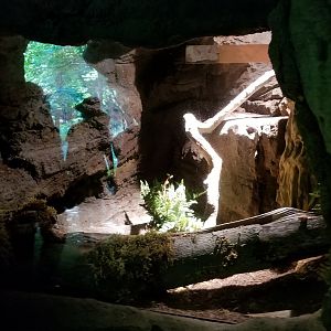 Maryland Zoo - Northern copperhead