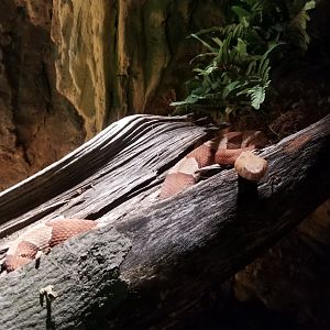Maryland Zoo - Northern copperhead