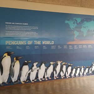 Maryland Zoo - Inside penguin education center