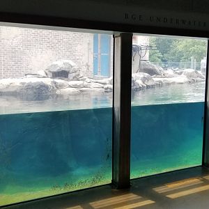 Maryland Zoo - Inside penguin education center