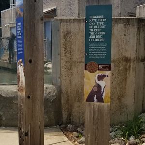 Maryland Zoo - Penguin Coast