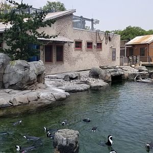 Maryland Zoo - Penguin Coast