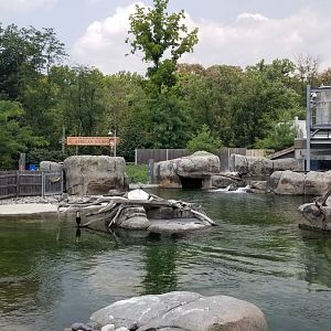 Maryland Zoo - Penguin Coast, white breasted cormorant visible