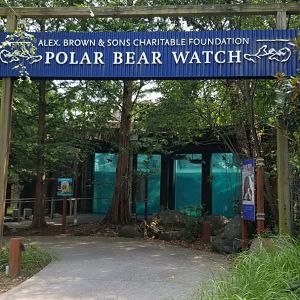 Maryland Zoo - Polar Bear Watch