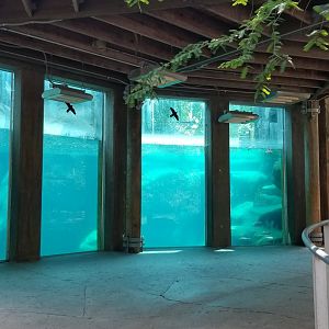 Maryland Zoo - Polar Bear Watch, underwater viewing