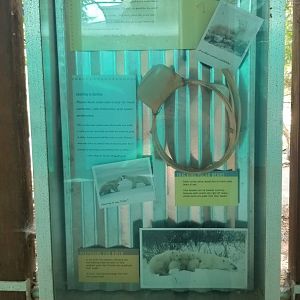 Maryland Zoo - Polar Bear Watch