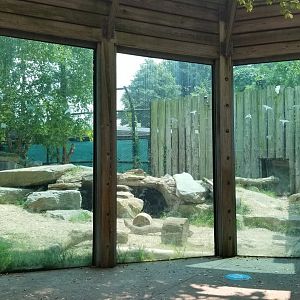 Maryland Zoo - Polar Bear Watch