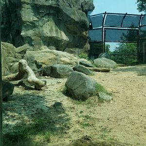 Maryland Zoo - Polar Bear Watch