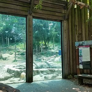 Maryland Zoo - Polar Bear Watch