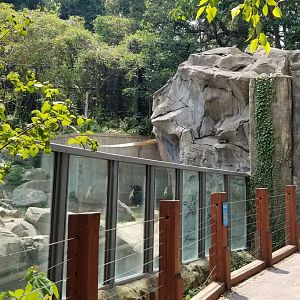 Maryland Zoo - Polar Bear Watch