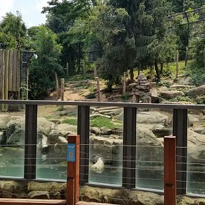 Maryland Zoo - Polar Bear Watch