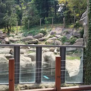 Maryland Zoo - Polar Bear Watch