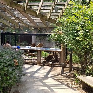 Maryland Zoo - Polar Bear Watch, Bald eagle exhibit (formerly arctic fox)