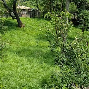 Maryland Zoo - Sitatunga
