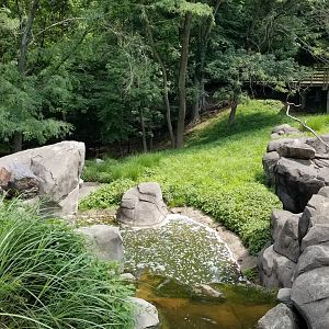 Maryland Zoo - Sitatunga