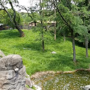 Maryland Zoo - Sitatunga, there's at least 2 here