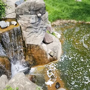 Maryland Zoo - Sitatunga