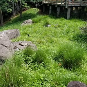 Maryland Zoo - Sitatunga, northern ground hornbill