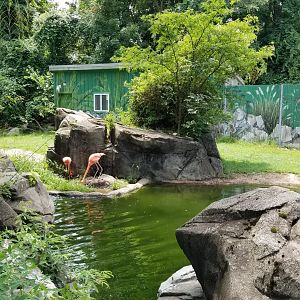 Maryland Zoo - Caribbean flamingo