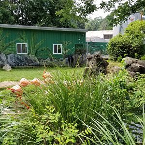 Maryland Zoo - Caribbean flamingo