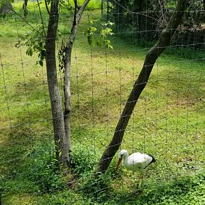 Maryland Zoo - European white stork (old male sitatunga exhibit)